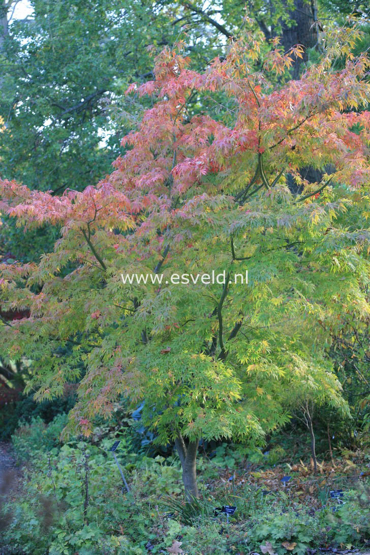 Acer palmatum 'Elegans'