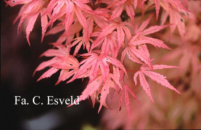 Acer palmatum 'Geisha'