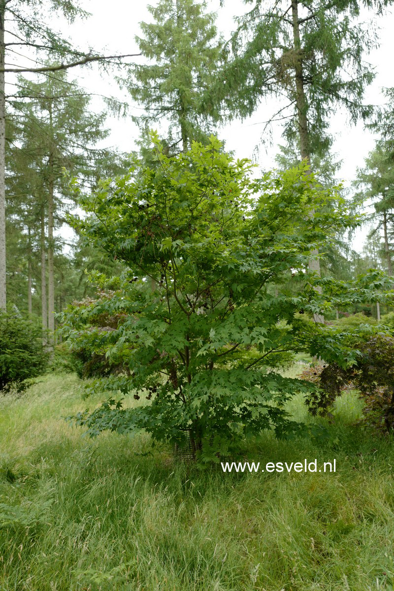 Acer palmatum 'Green Star'