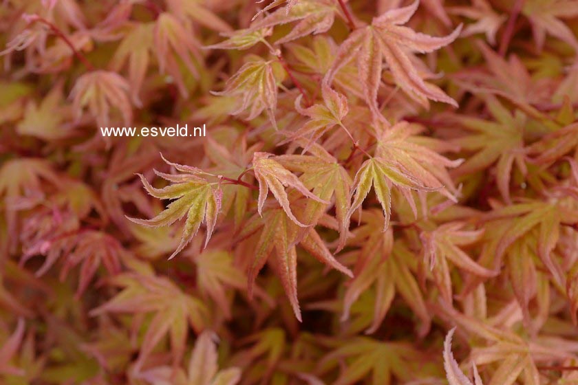 Acer palmatum 'Hino-tori-nishiki'