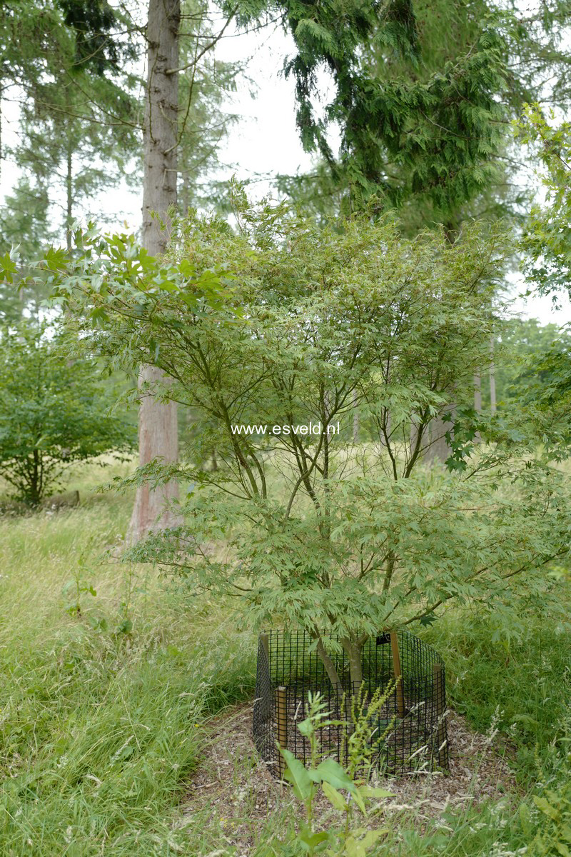 Acer palmatum 'Hiryū'