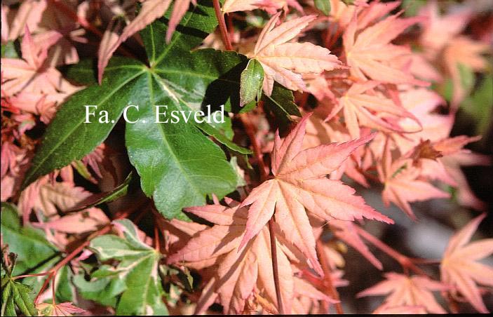 Acer palmatum 'Honoo'
