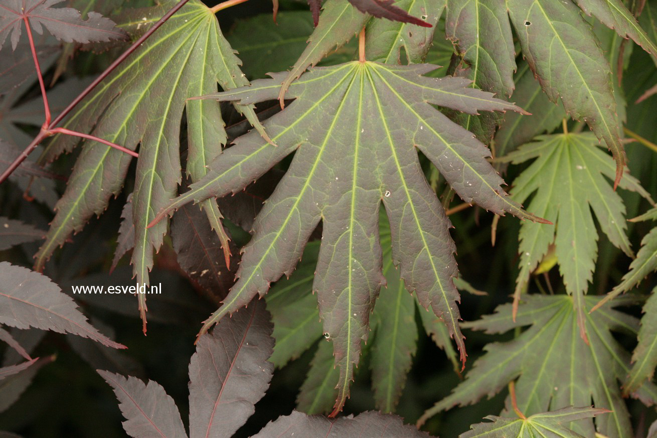 Acer palmatum 'Johin'