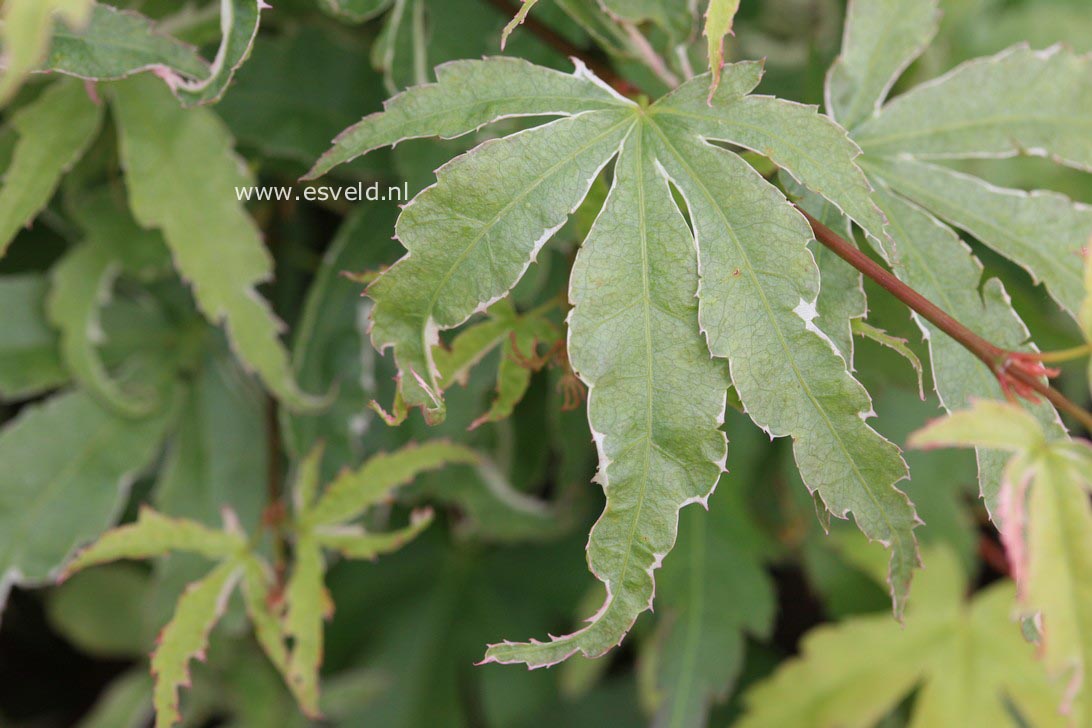 Acer palmatum 'Kagiri-nishiki'