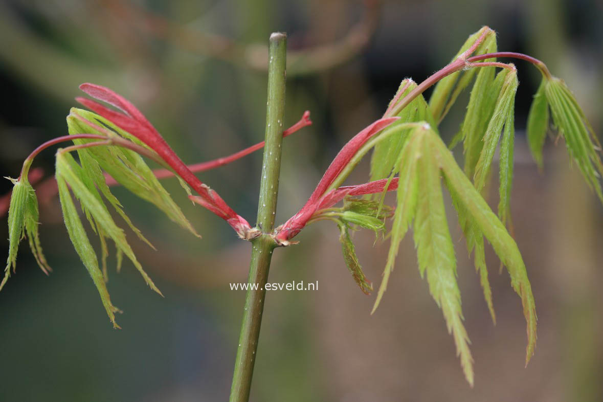 Acer palmatum 'Kenzan'