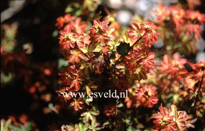 Acer palmatum 'Koto-maru'