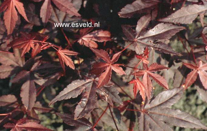 Acer palmatum 'Marjan'