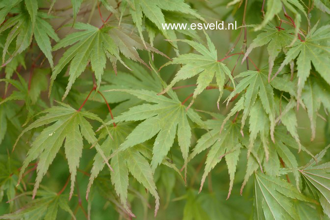 Acer palmatum 'Masu-kagami'
