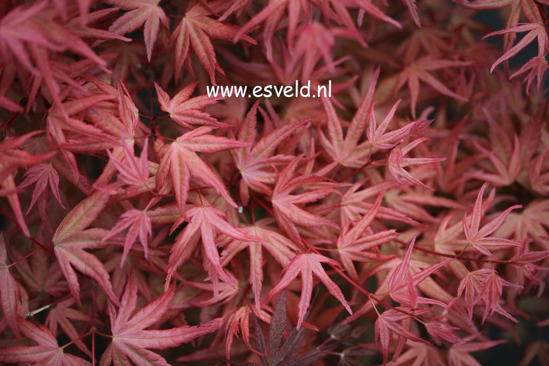 Acer palmatum 'Naniwa-beni'
