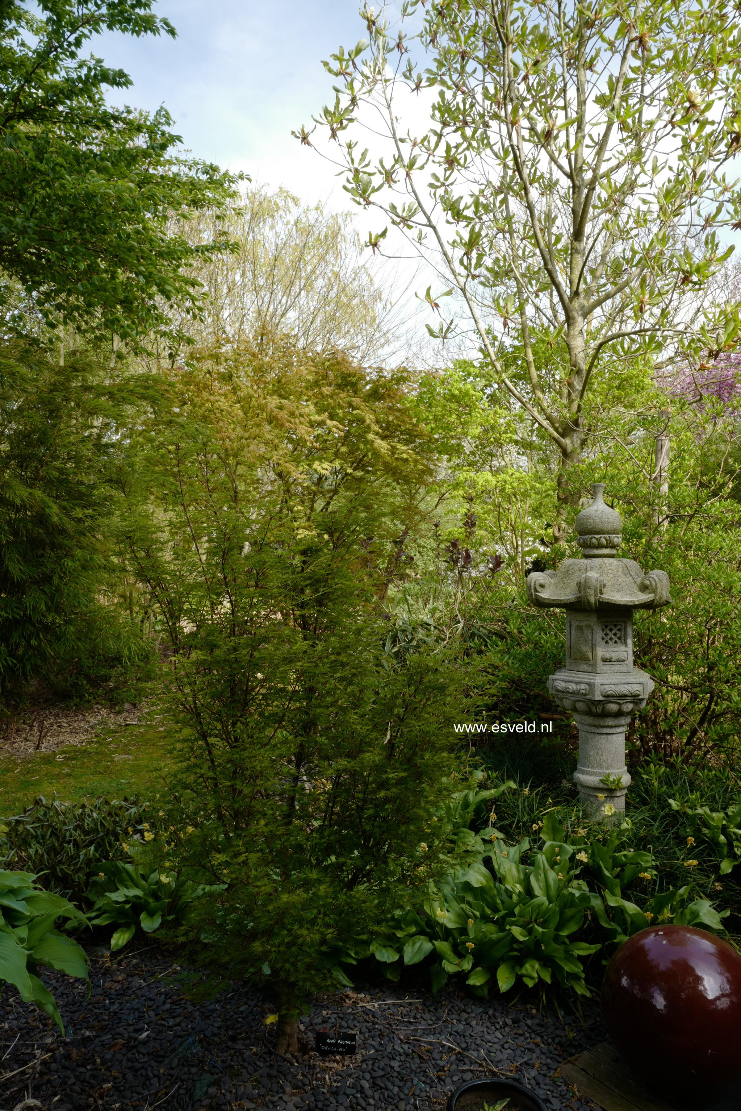 Acer palmatum 'Okushimo'