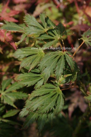 Acer palmatum 'Omura-yama