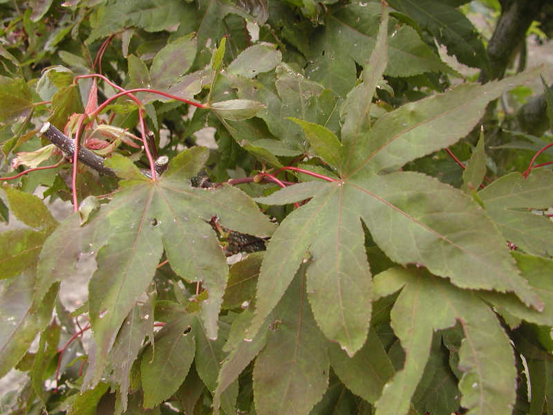Acer palmatum 'Osakazuki'