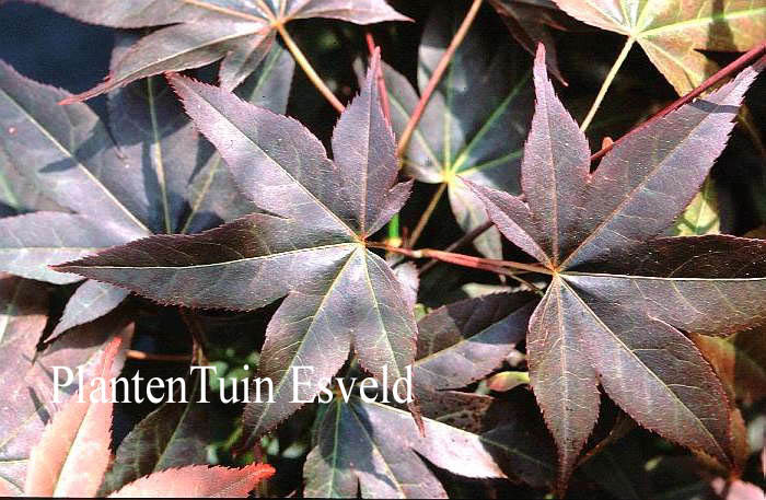 Acer palmatum 'Shishighosan'