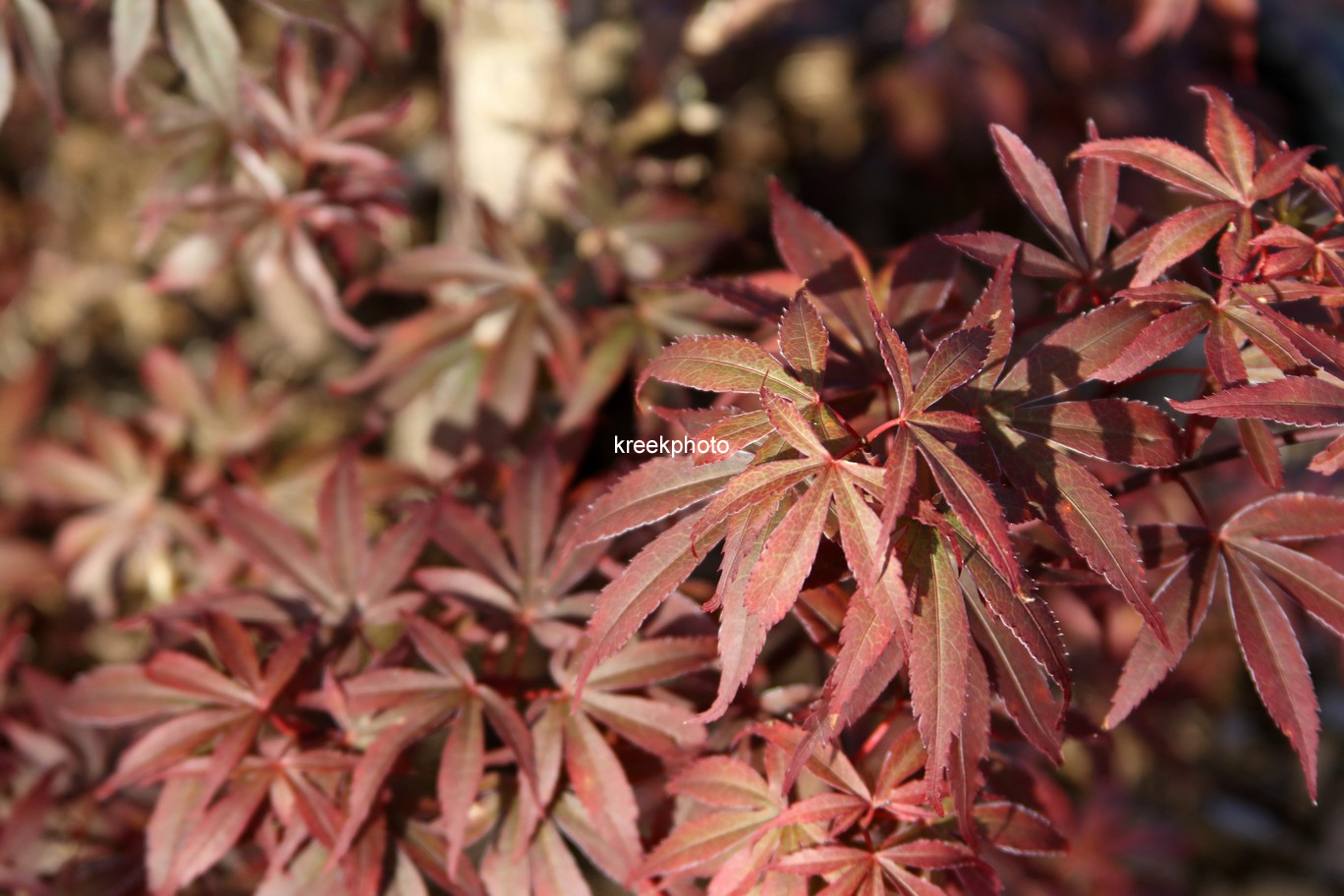 Acer palmatum 'Skeeter's Broom'