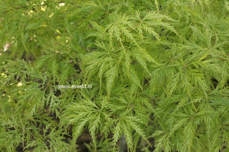 Acer palmatum 'Suisei'