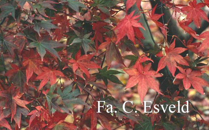 Acer palmatum 'Sumi-nagashi'