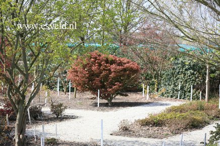 Acer palmatum 'Taroh-yama'