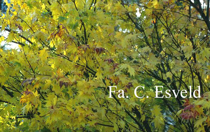 Acer palmatum 'Tatsuta'