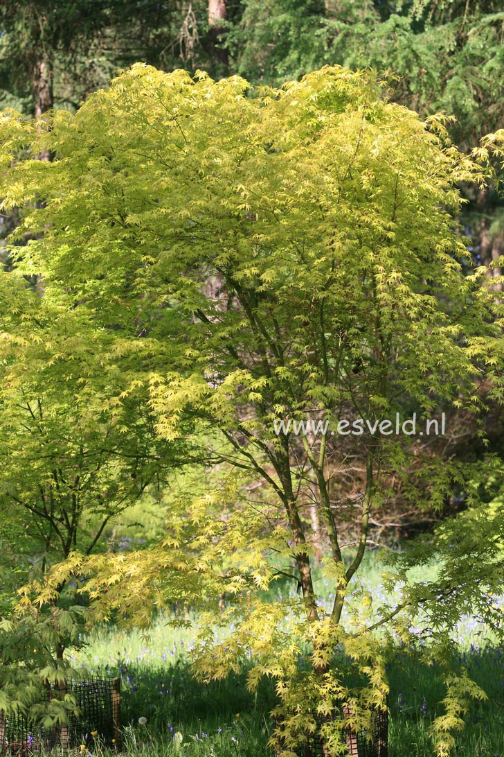 Acer palmatum 'Ueno homare'
