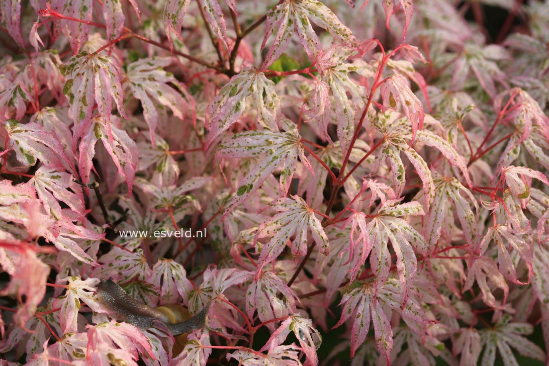 Acer palmatum 'Uki-gumo'