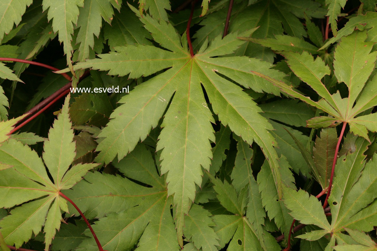 Acer palmatum 'Westonbirt Red'