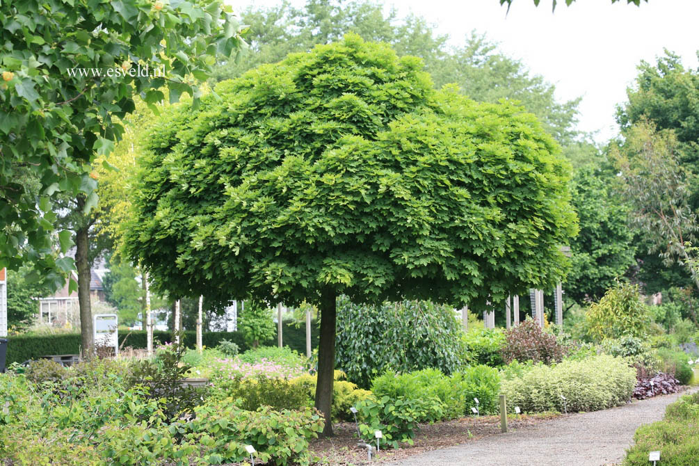 Acer platanoides 'Globosum'