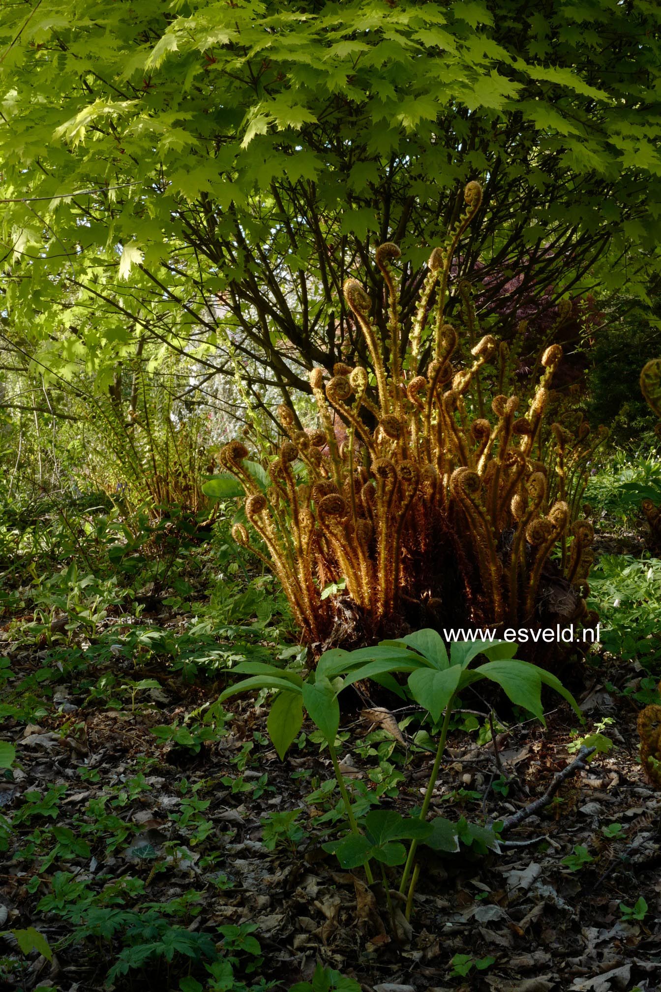 Acer platanoides 'Golden Globe'