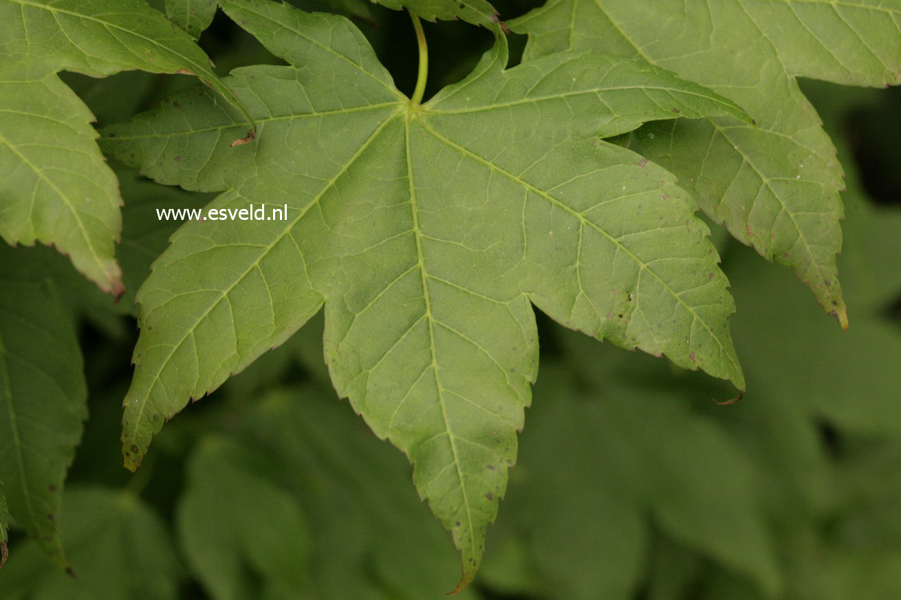Acer robustum