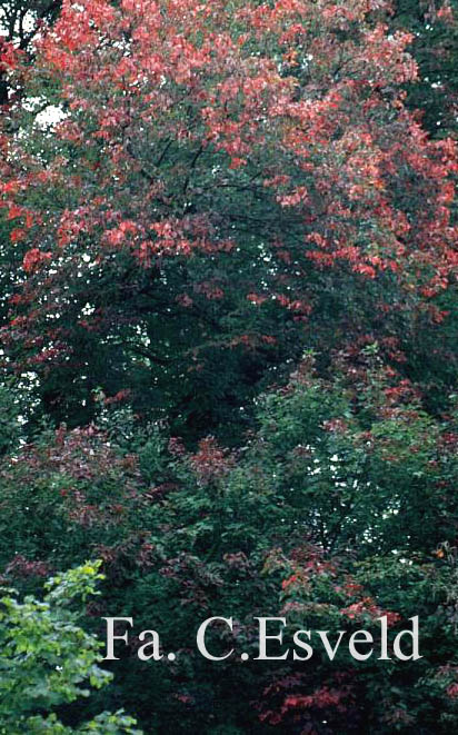 Acer rubrum 'Schlesingeri'