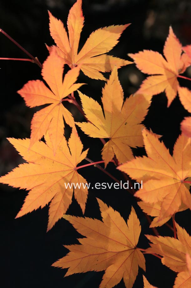 Acer sieboldianum 'Kinu-gasa-yama'