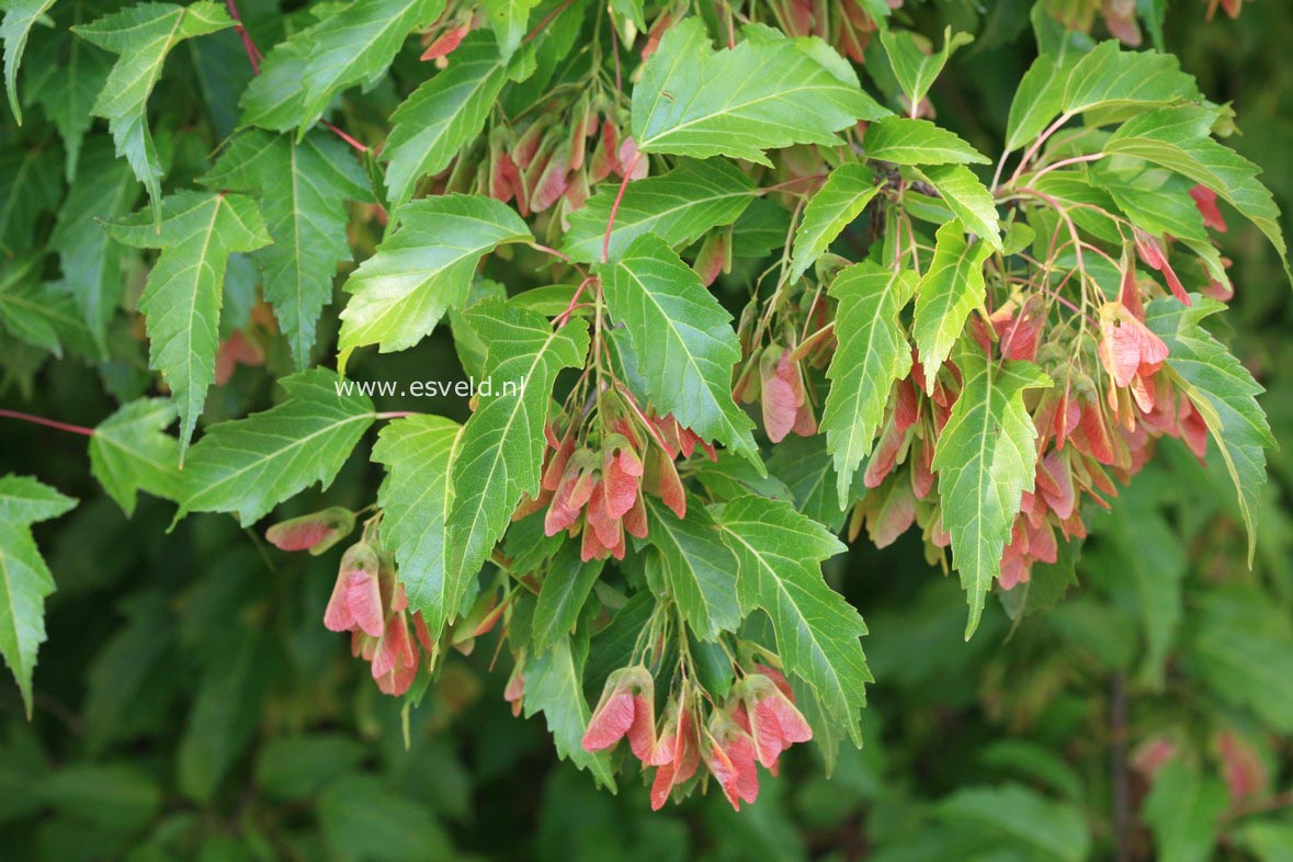 Acer tataricum