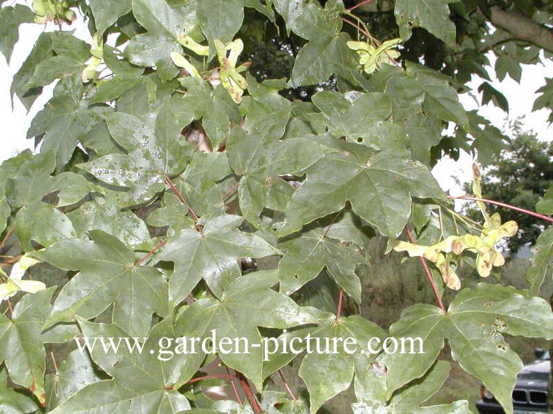 Acer zoeschense 'Annae'