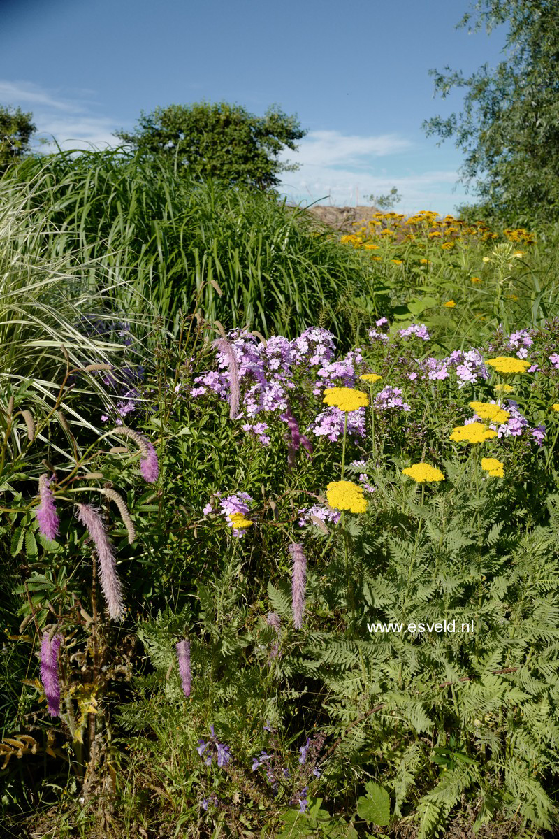 Achillea 'Coronation Gold'