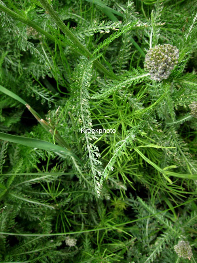 Achillea millefolium