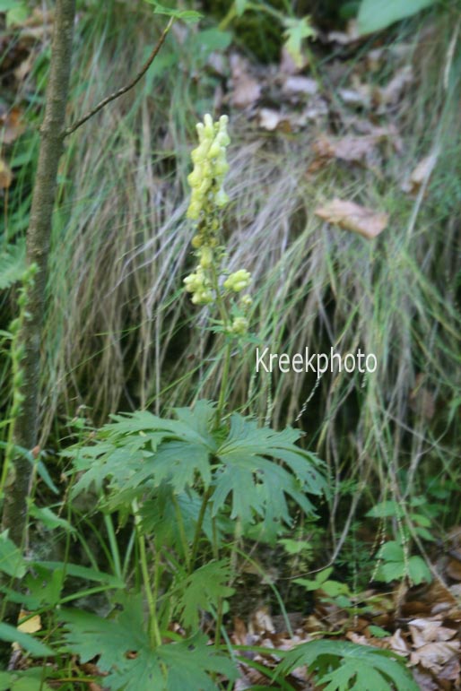 Aconitum vulparia