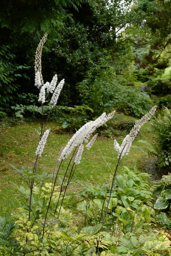 Actaea simplex