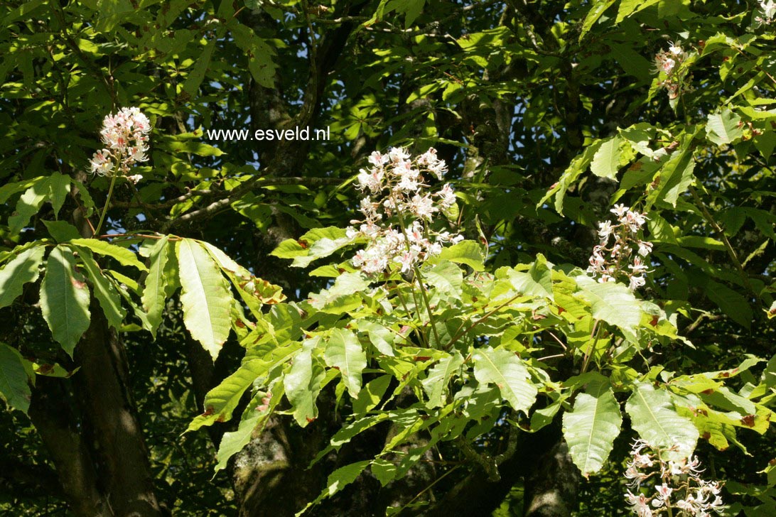 Aesculus indica