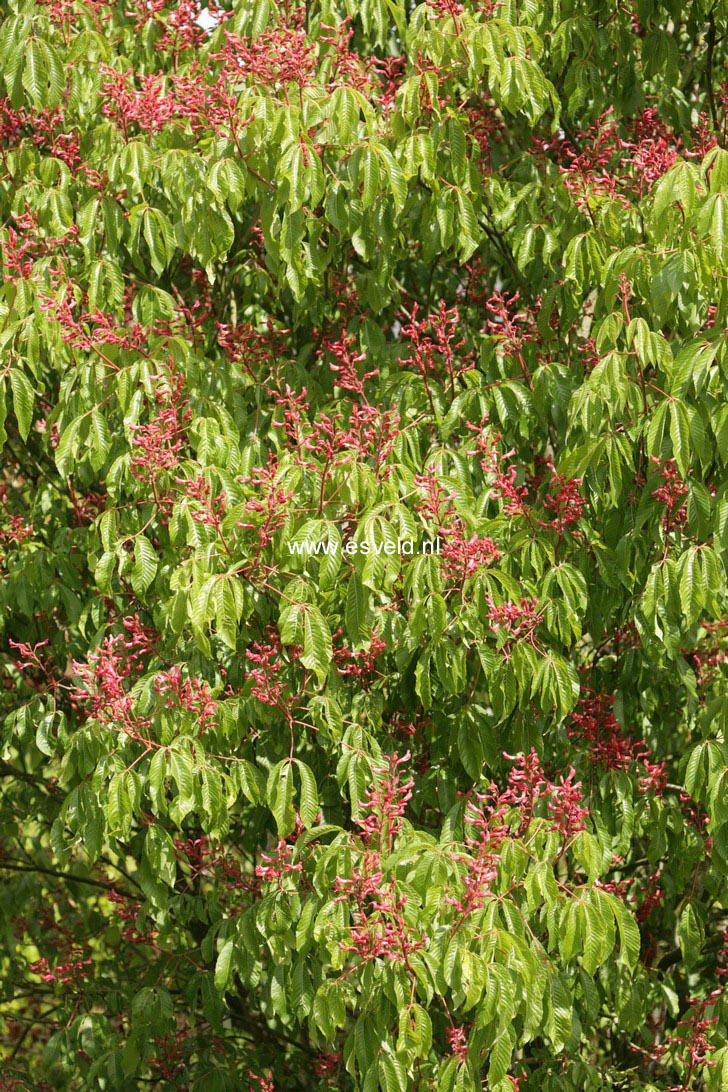 Aesculus pavia 'Atrosanguinea'