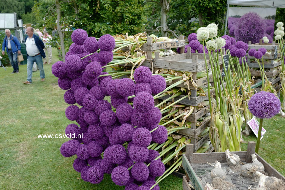 Allium 'Ambassador'