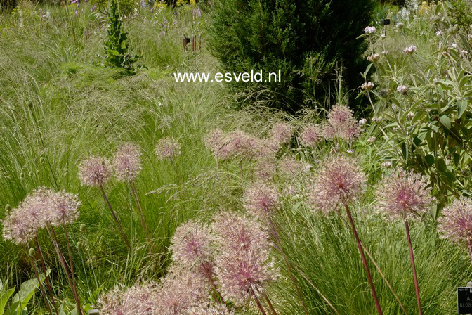 Allium 'Globemaster'