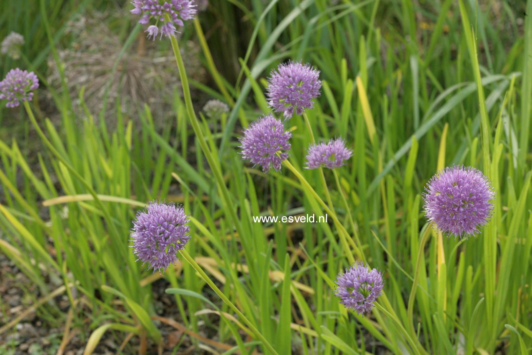 Allium senescens