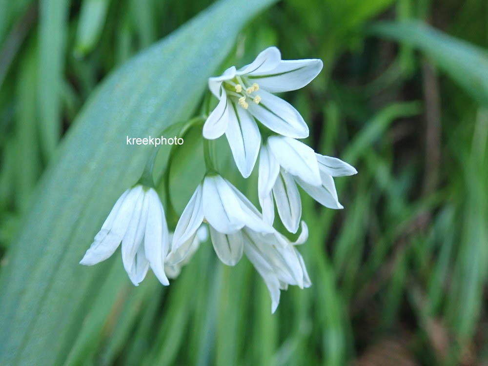 Allium triquetrum