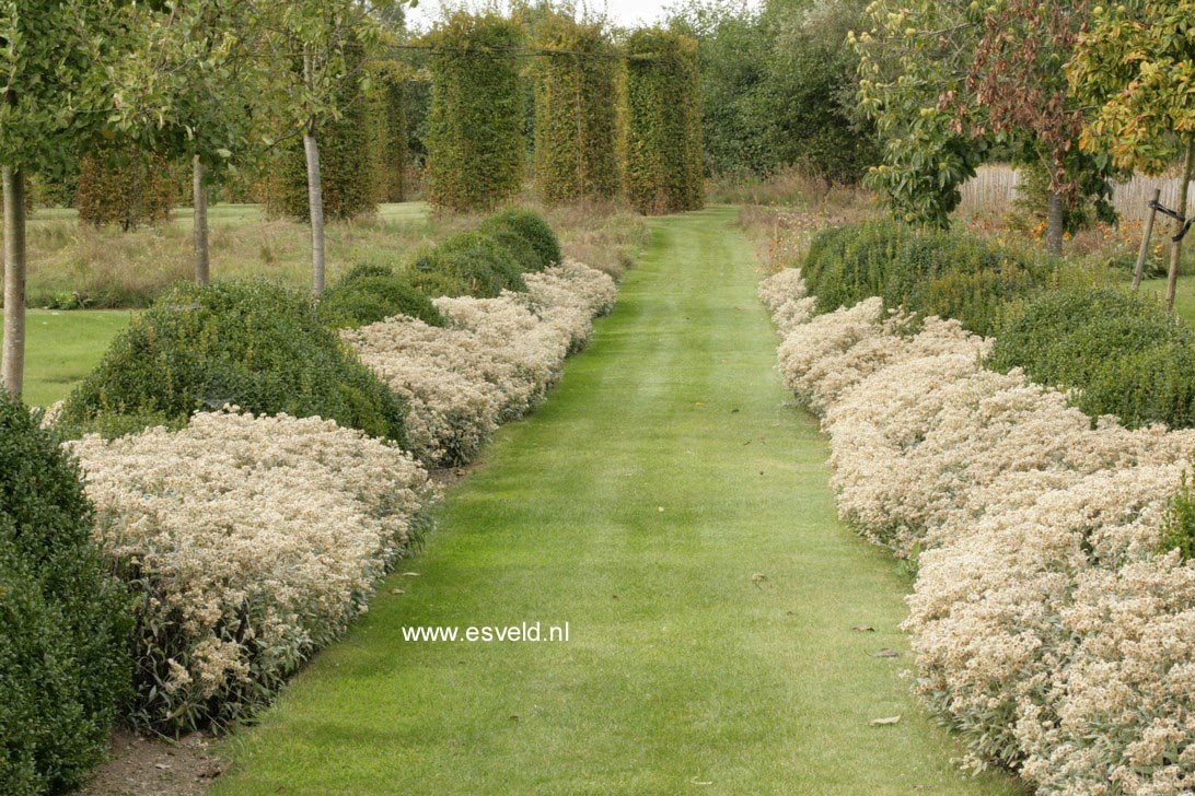 Anaphalis triplinervis