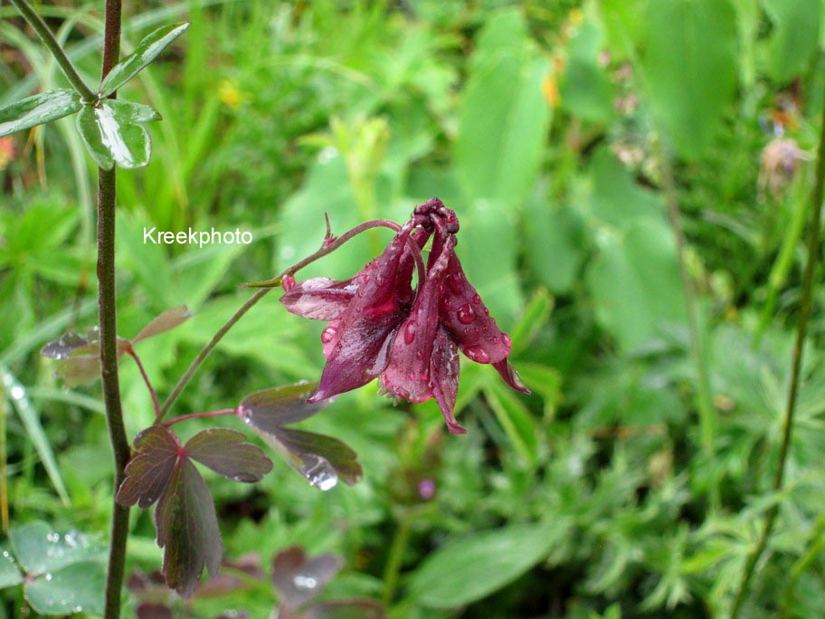 Aquilegia atrata