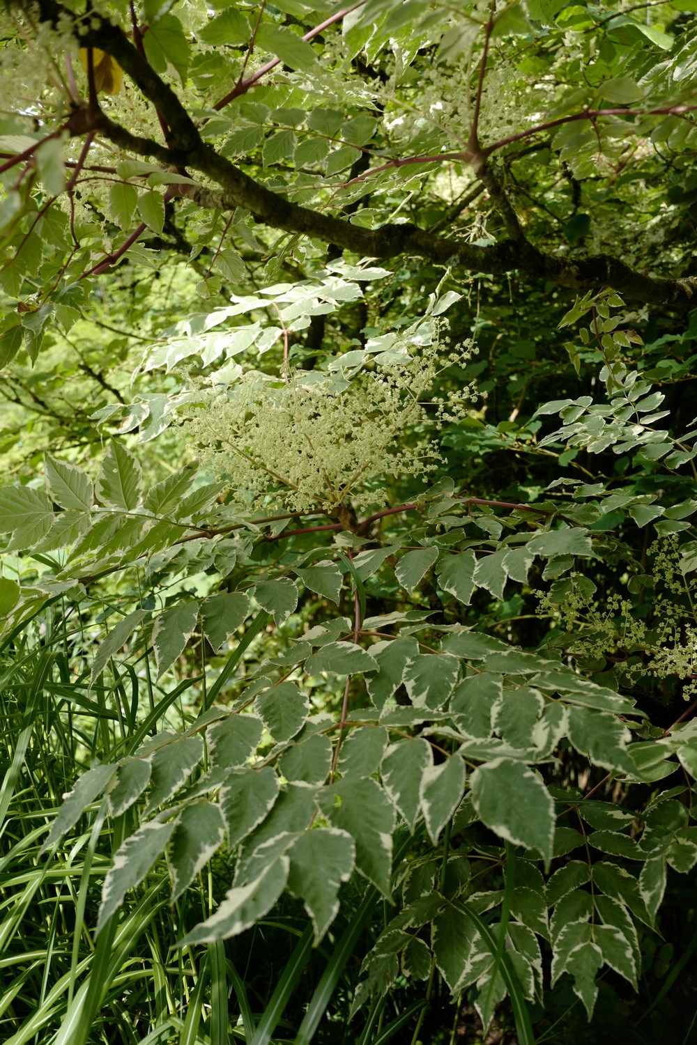 Aralia elata 'Variegata'