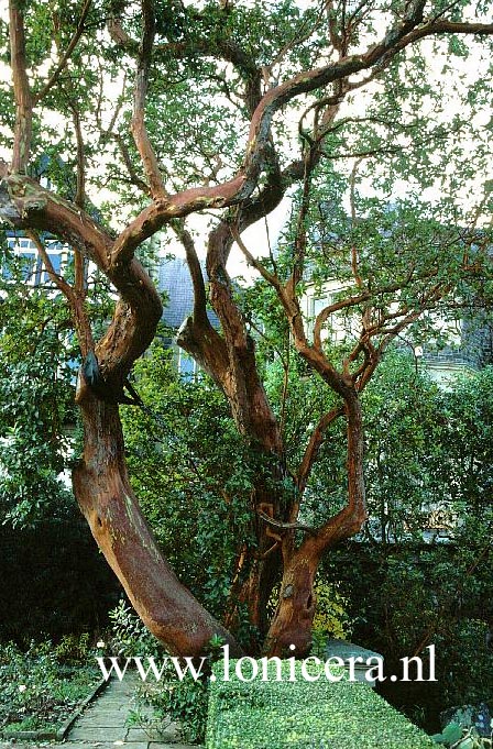 Arbutus andrachne