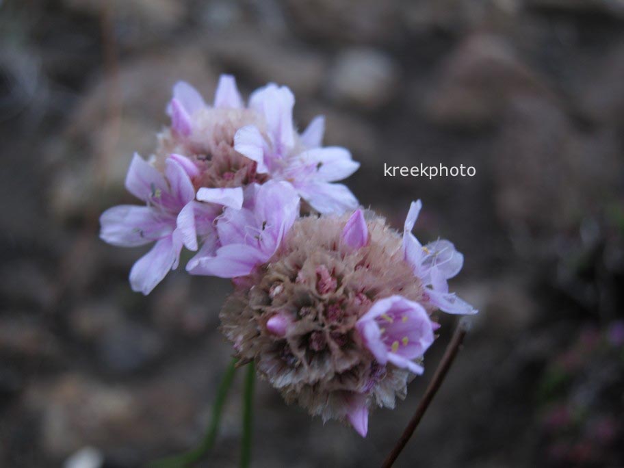 Armeria maritima