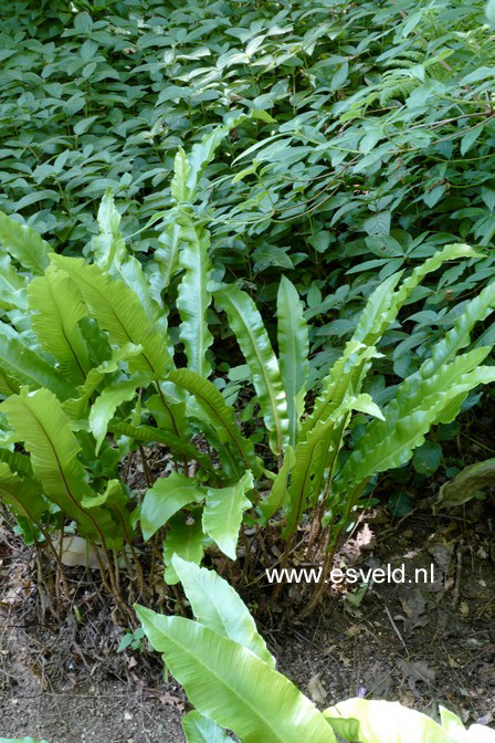 Asplenium scolopendrium