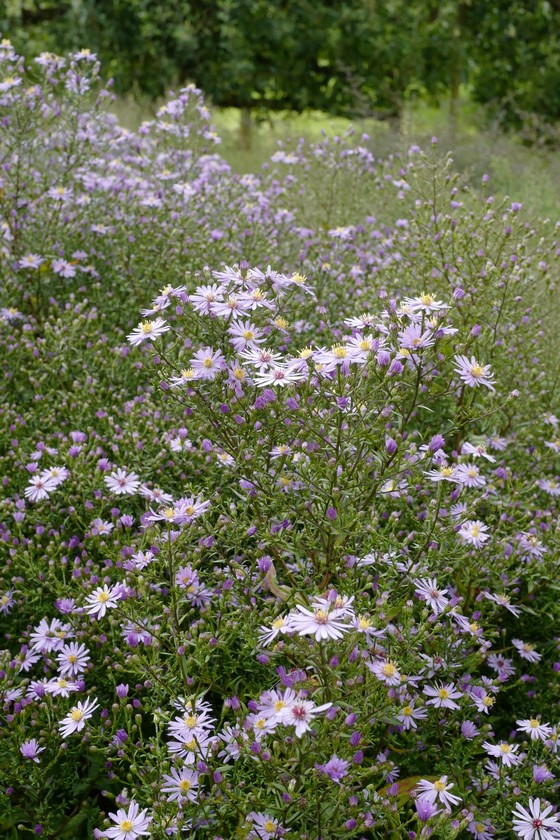 Aster 'Little Carlow'