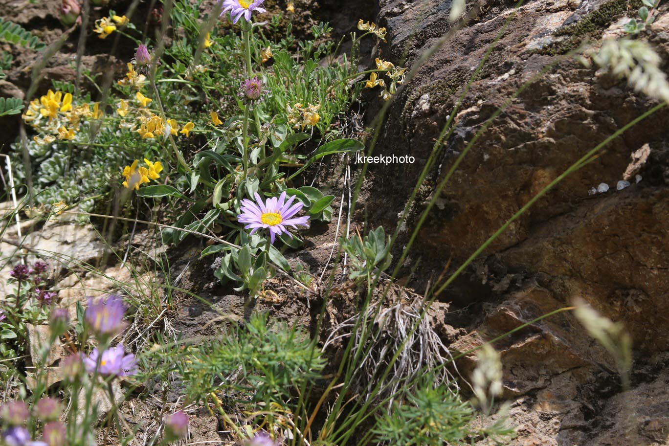 Aster alpinus